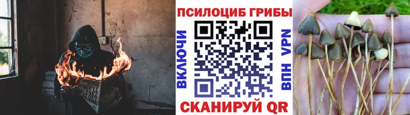 купить наркоту  Новошахтинск  ОМГ ОМГ ссылка  Галлюциногенные грибы MAGIC MUSHROOMS 